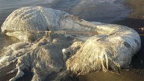 菲律賓海灘上出現巨型怪屍,神秘海怪,屍體（圖／翻攝自推特）