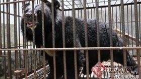 中國大陸一名飼主誤以為自己養了小藏獒，結果長大後竟是一隻黑熊（圖／翻攝自微博）