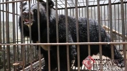 買小藏獒回家養　愛犬竟變1公尺巨熊