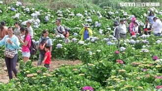 母親節賞花去！北中南湧現拍照人潮