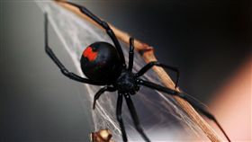 紅背蜘蛛,Latrodectus hasselti（圖／翻攝維基百科）