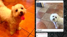 爸爸抱錯養了10年的馬爾濟斯(翻攝自https://twitter.com/i/web/status/991750489179123712)