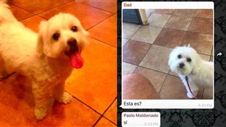 天兵爸到美容院接狗兒子　帶回家糗了