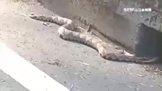 「拜託我的神」原住民助百步蛇躲路殺