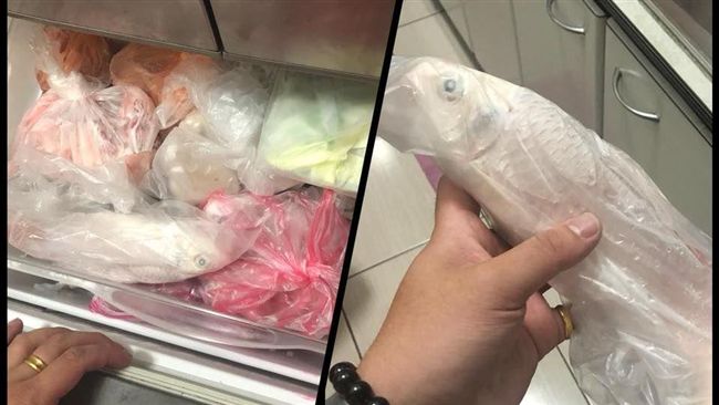 寶貝鯉魚不翼而飛　他一問阿嬤悲劇了