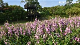 內雙溪自然中心,粉紫小天使（圖／北市大地處提供）