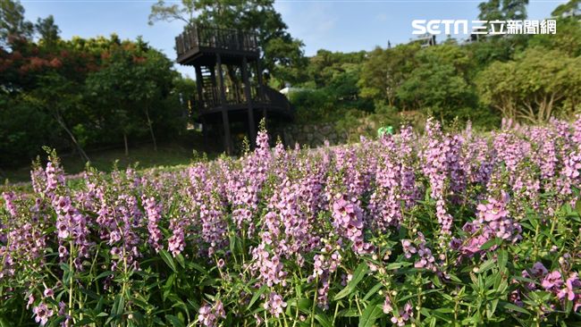 與繡球花爭豔　藍紫色愛情花海打卡趣