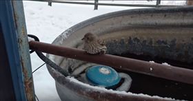 凍住不能走！小鳥被黏在鐵管上　好心男暖心融化（圖／翻攝自https://www.youtube.com/watch?v=J8pBeKqgXw0
美國,新年,小鳥,鐵欄杆,水箱,自由,雙腳