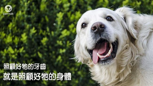照顧好毛孩牙齒　就是照顧好牠的身體