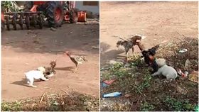 狗，雞，打架（圖／翻攝自臉書YouLike คลิปเด็ด）