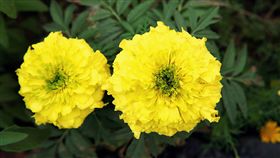 忌避植物萬壽菊。