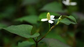 忌避植物魚腥草
