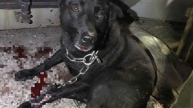 基隆,外木山,黑狗,貨車,拖行,動保處,虐待動物,基隆人,臉書,影片（圖／翻攝畫面）