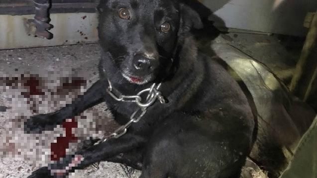 黑狗遭拖行全身血　飼主竟辯：在散步