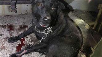 黑狗遭拖行全身血　飼主竟辯：在散步