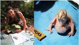 亞馬遜雨林,雛鳥,金剛鸚鵡,野生動物,瀕臨絕種（圖／翻攝toutiao.com）