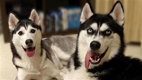 厭世哈士奇已婚！靠臭臉紅翻天　老婆竟然是「軟妹子」（圖／翻攝自huskyanuko Instagram）