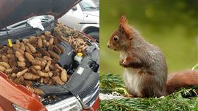 松鼠、松果圖／Gabe Awrey臉書、Pixabay