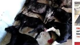 美國,臘腸狗,臘腸犬,咬死,飼主,安樂死（The Sun）