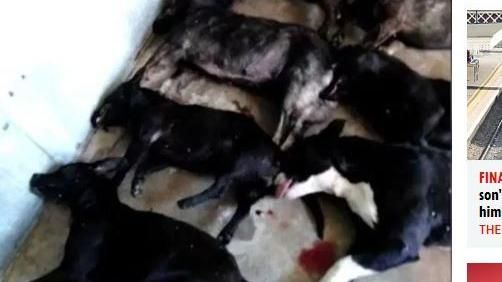 7隻Q萌臘腸狗變惡犬　活活咬死婦人