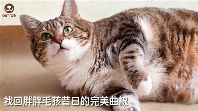 別過度寵牠！找回胖毛孩的完美曲線