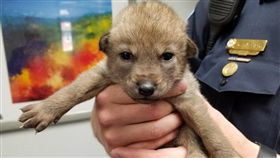 美國,伊利諾州,小狗,郊狼,Canis latrans,野生動物,警局（圖／翻攝推特）