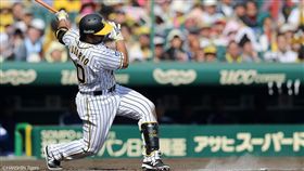 阪神洋砲Wilin Rosario。（圖／翻攝自阪神虎推特）
