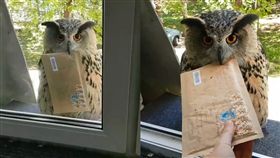 影／來自霍格華茲的信？貓頭鷹叼信緊盯　開窗接下還不離開
合成圖／翻攝自nika_zubra IG
https://www.instagram.com/nika_zubra/