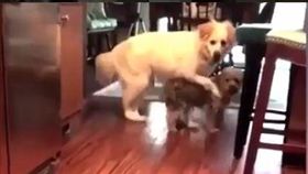 狗怕龍蝦（圖／翻攝自IG專頁lnstagoldens）