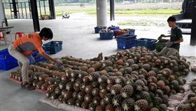 孩子課輔基金恐消失　屏東「慈惠善導書院」3萬顆鳳梨待收成出貨(圖/翻攝自慈惠善導書院臉書)