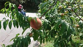 升級版彌猴　專挑有套袋的水蜜桃（1）台東水蜜桃開始量產上市，由於水蜜桃大部分都是種在山區，和往年一樣，必須和猴子搶收；今年農民發現猴子變聰明了，只採有套袋的水蜜桃，沒套袋的水蜜桃動都不動。中央社記者盧太城台東攝　107年5月17日