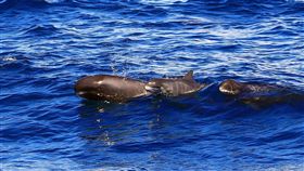 花蓮外海小虎鯨家族悠游（2）花蓮賞鯨業者17日上午帶著遊客出航，在花蓮溪口以東的鹽寮海邊看到20多隻小虎鯨悠游。船長江文隆表示，小虎鯨的身軀健壯，體長大約只有2公尺。（多羅滿賞鯨提供）中央社記者李先鳳傳真　107年5月17日