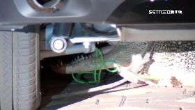 D美鱷闖民宅1100