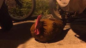 法會,法師,擋煞,公雞,白雞,白鴨,靈雞,過世（圖／翻攝自爆廢公社）
