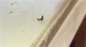 兄弟說好有難同當的？螞蟻受重傷同伴幫舉起　下秒扔下桌▲（圖／翻攝自爆笑公社
獅子王,美國,螞蟻,同伴,爆笑公社,八點檔,感染,寄生,傳染,昆蟲