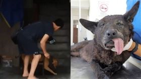 狗,犬,爆料公社,基隆,動保,比特犬,狗咬狗,重罰,館長,大雄,高加索犬 圖／翻攝自爆料公社　https://goo.gl/cWYucR