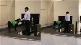 機場,檢疫犬,狗 圖／網友Maggie Hsieh授權提供