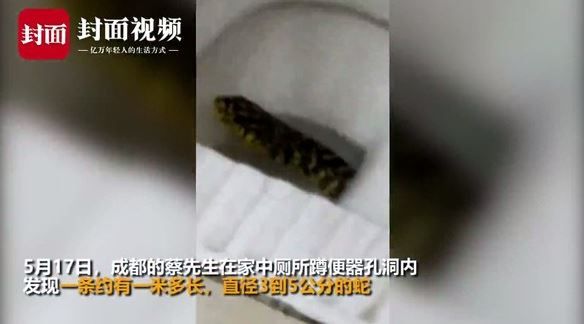 不想被釀酒…1米蛇鑽廁所逃生嚇壞人