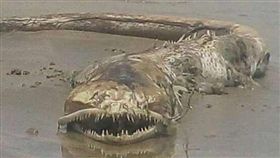 墨西哥海灘驚現詭異生物,海怪（圖／翻攝自Sos Tierra Spain臉書）
https://www.facebook.com/SostierraSpai/posts/1672749216111761