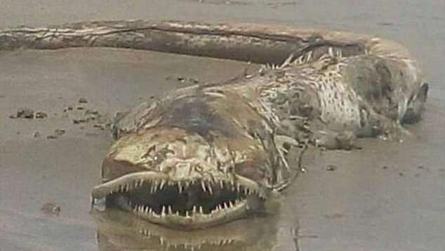異形入侵？墨國海灘驚現「神秘海怪」