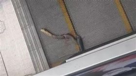 蛇,大陸,手扶梯 圖／翻攝自廣州日報微博
https://www.weibo.com/ttarticle/p/show?id=2309351000344239993181760046
