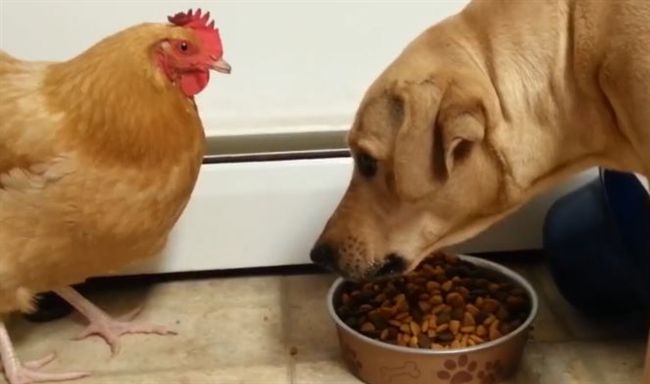 飼料被雞瘋狂偷吃　拉不拉多狂瞪無效