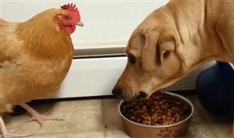 飼料被雞瘋狂偷吃　拉不拉多狂瞪無效