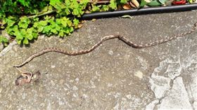 苗栗,龜殼花,比丘尼,誦經,無毒,放生團體,可惡,