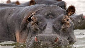 排泄物,大便,非洲,缺氧,窒息,魚,Mara River,Chris Dutton,研究,調查,河馬,生態 圖／翻攝自維基百科　https://goo.gl/ks1T3j