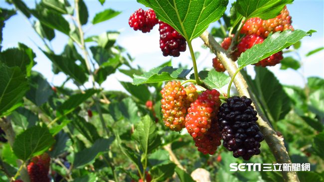 限時客家好滋味　無毒桑樹養生又健康
