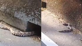 台中,百步蛇,山神,保育類,原住民,巨大,絕種／翻攝自臉書