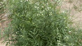 銀膠菊（圖／林務局）