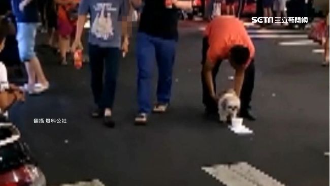 「晚餐錢要自己賺」西施犬丟路口乞討