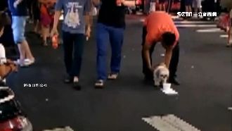 「晚餐錢要自己賺」西施犬丟路口乞討